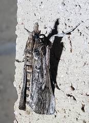 Melitara subumbrella