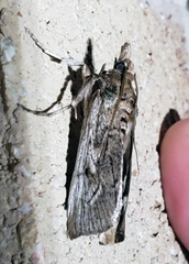 Melitara subumbrella