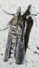 Melitara subumbrella