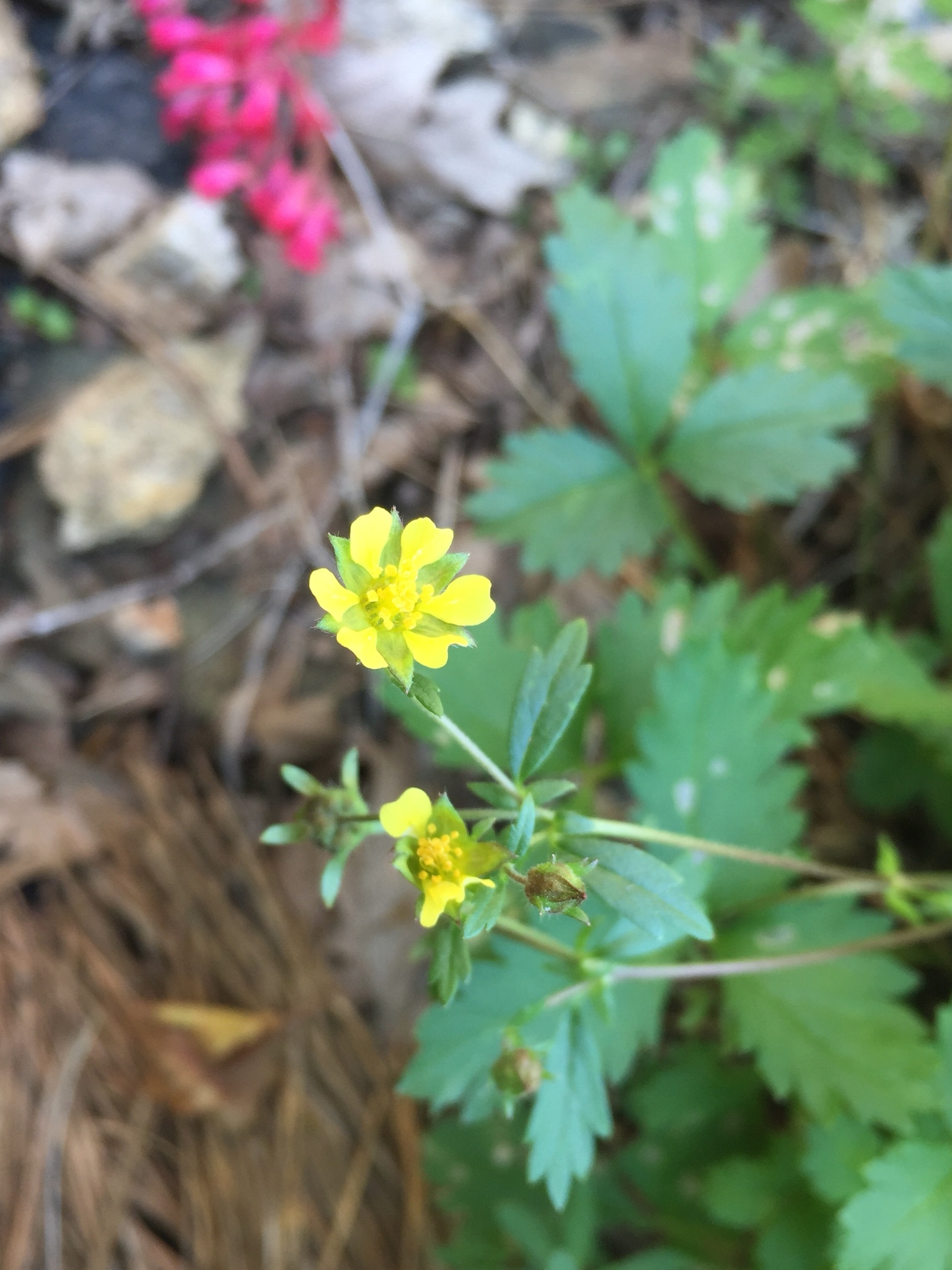 Potentilla albiflora