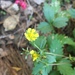 Pinaleño Cinquefoil - Photo (c) Tony Palmer, some rights reserved (CC BY-NC), uploaded by Tony Palmer