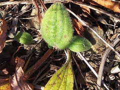 Plantago camtschatica