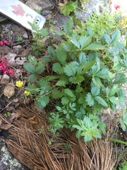 Potentilla albiflora