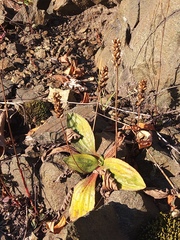 Plantago camtschatica
