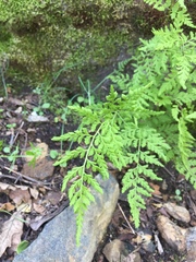 Cystopteris reevesiana