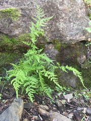 Cystopteris reevesiana