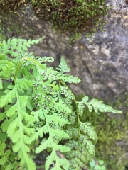 Cystopteris reevesiana