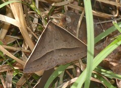 Epidesmia chilonaria