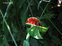 Tabernaemontana ochoterenae