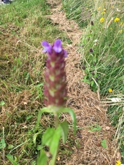 Prunella vulgaris