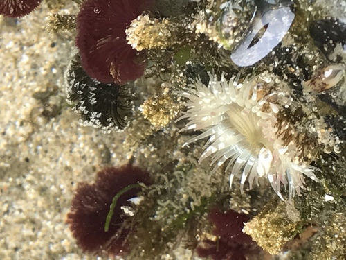 Schizobranchia insignis