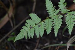 Dryopteris intermedia