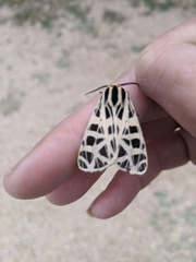 Apantesis parthenice