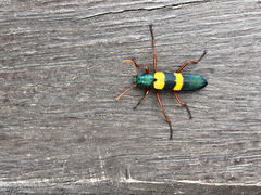 Strongylium rufipes