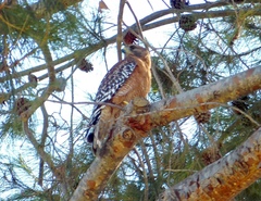 Buteo lineatus