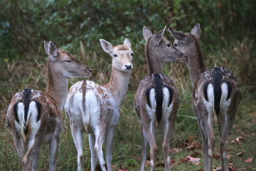 European Fallow Deer
