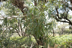 Eucalyptus viminalis pryoriana