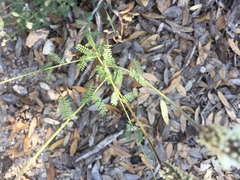 Dalea albiflora