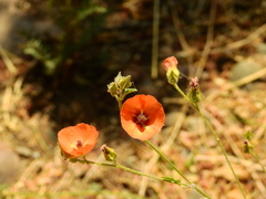 Sphaeralcea miniata