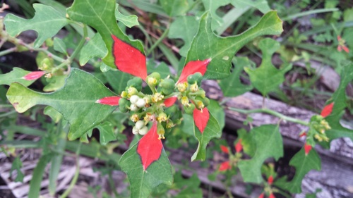 Euphorbia heterophylla var. cyathophora image