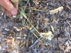 Dalea albiflora