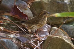 Haemorhous purpureus purpureus