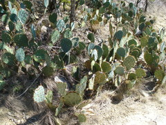 Opuntia pyrocarpa