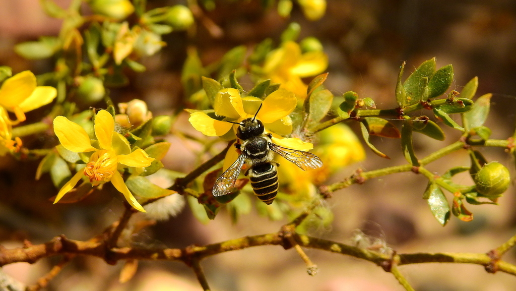 Megachile leucografa