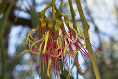 Amyema pendula pendula