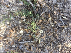 Dalea albiflora