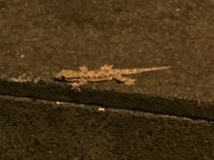 Hemidactylus platyurus