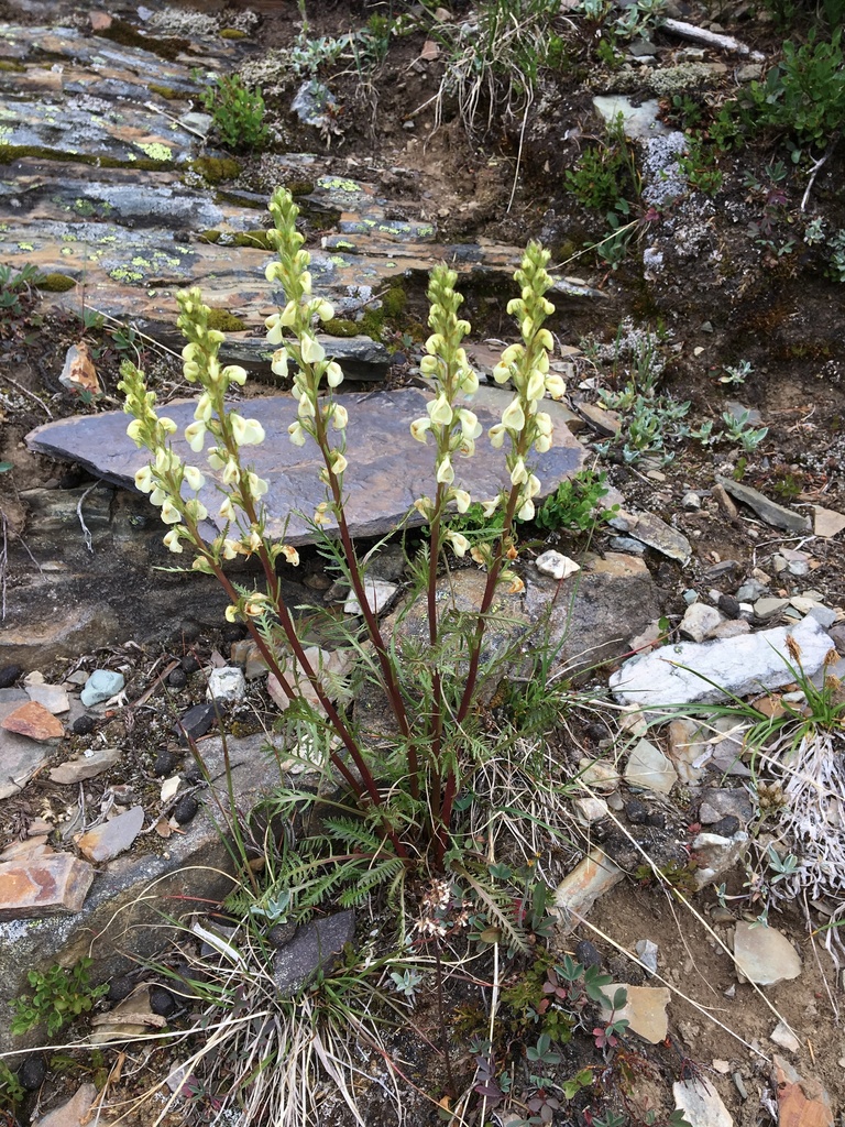 curved-beak lousewort
