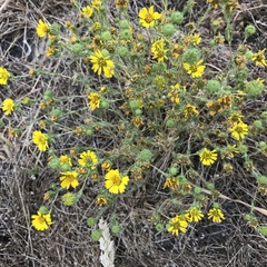 Deinandra corymbosa