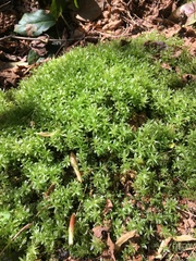 Atrichum selwynii