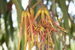 Amyema pendula pendula