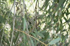 Eucalyptus radiata radiata