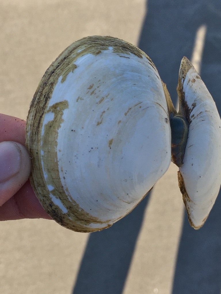 Solid Sanguin Clam