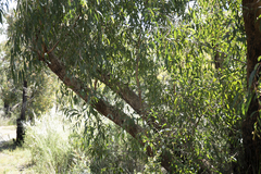 Eucalyptus radiata radiata