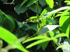Laubertia contorta