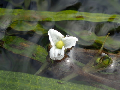 Image of Sagittaria kurziana by (c) mfeaver, some rights reserved (CC BY)