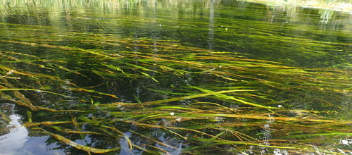 Image of Sagittaria kurziana by (c) mfeaver, some rights reserved (CC BY)
