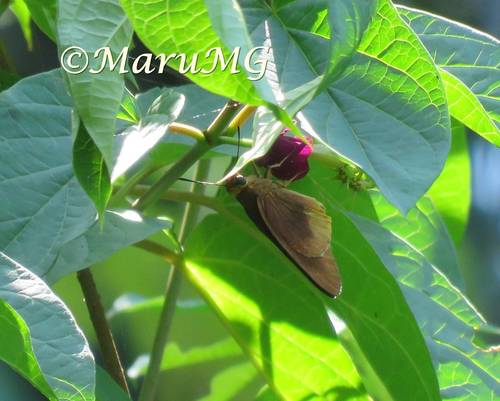 Tromba xanthura (Tromba xanthura)