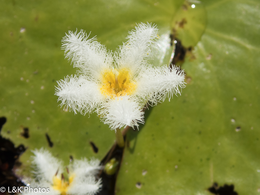 Floatingheart