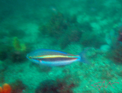 Pentapodus paradiseus