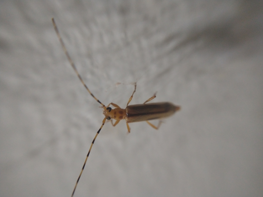 Limernaea aurivillii