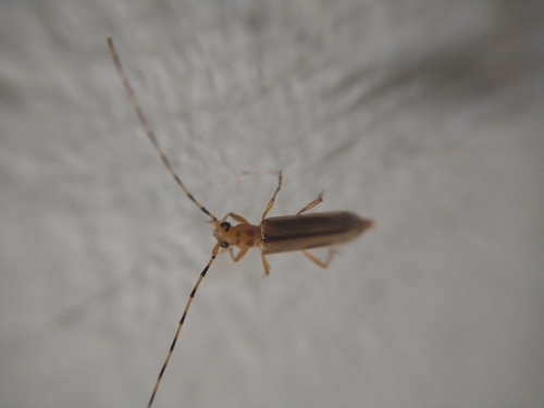 Limernaea aurivillii