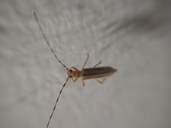 Limernaea aurivillii