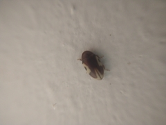 Chelonarium ornatum
