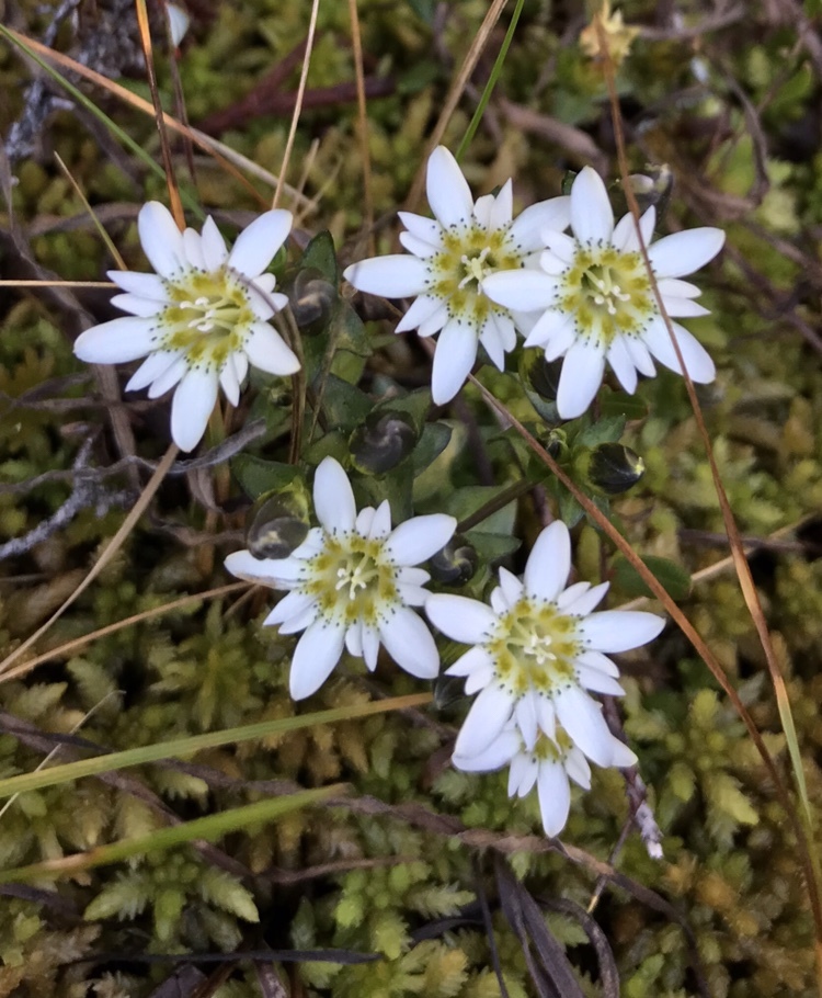 Gentiana douglasiana