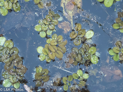 Salvinia molesta